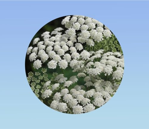 500 graines Ammi Majus Blanc - Ombrelles de Dentelle Blanches pour Bouquets Champêtres, Jardin et Polinisateurs