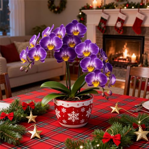 Orchidea del cymbidium bulbi,perenni,Cymbidium Orchid bulbi,Ambiente paesaggistico,Decorazione del giardino,(non fiori artificiali)-3pc-C