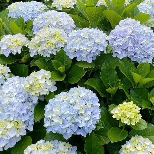semillas de hortensia resistentes - exóticas verano cubren el suelo perennes 250pcs