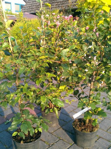 Rotbuche Fagus sylvatica 60-80 cm hoch im 3 Liter Pflanzcontainer | Winterhart, schnittverträglich & windfest – langlebig, ideal als Heckenpflanze & Sichtschutz im Garten