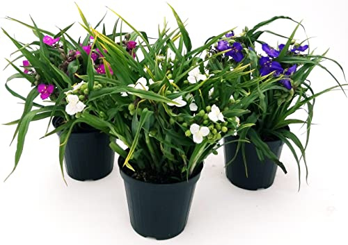 POWERS TO FLOWERS - TRADESCANTIA ANDERSONIANA BLU, BIANCA e VIOLA, 3 PIANTE, vaso 14cm diametro, pianta vera