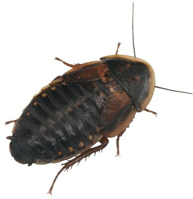 Cucaracha Argentina (Blaptica dubia) - Alimento Vivo Nutritivo para Reptiles y Anfibios (S / 100)