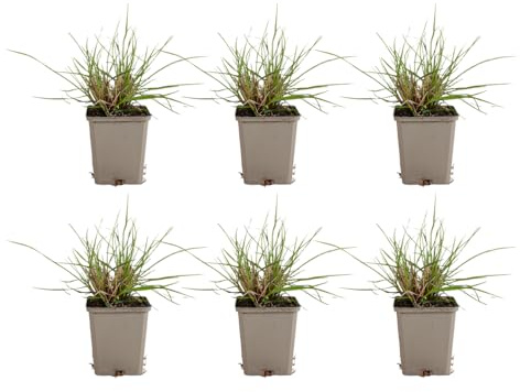 Bloomique - Juego de 6 - Pennisetum Hameln - Hierba de fuente - Hierba ornamental - Resistente al invierno - Perenne - Compacta - 10-20 cm de alto - Maceta de 9 cm