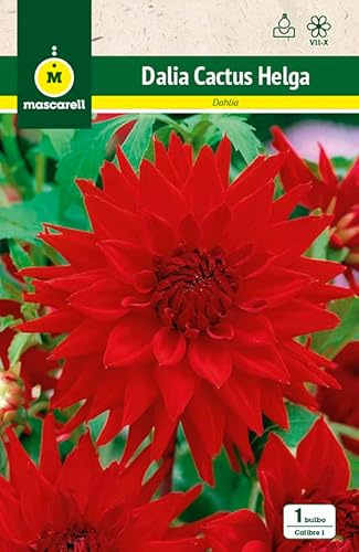 Mascarell Semillas, DALIA CACTUS HELGA, Semillas Bulbosas, Bulbos de Flores Primavera Fácil de Cultivar, Bolsa 1 Bulbo