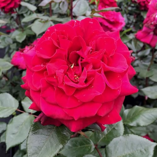 Duftende Edelrose 'Bellevue'®, purpurrot, Topf 5 Liter