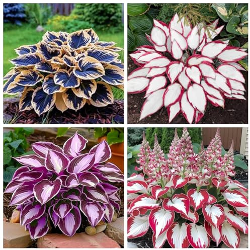 Hosta resistenti,adatte per la decorazione di giardini e balconi/belle/adatte come regali per le feste-4Rizoma-B