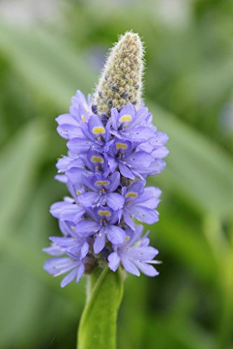 WASSERPFLANZEN WOLFF- Pontederia lanceolata - Lanzettblättriges Hechtkraut - Riesenhechtkraut, blau QUALITÄTSSTAUDE durchwurzelt im 9x9cm Topf - winterhart