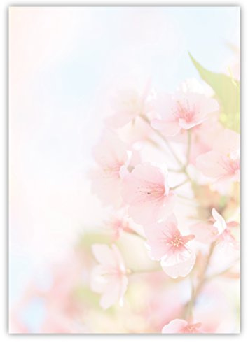 LYSCO Motiv Briefpapier (Kirschblüten-5027, DIN A4, 100 Blatt). Einseitig bedrucktes Briefpapier, sehr gut beschreibbar, Motivpapier für alle Drucker/Kopierer geeignet Motiv Blumen Sommer Sonne Briefpapier Apfelblüten