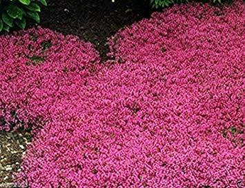 vegherb 1000 - Graines fraîches rampantes Thym Magic Carpet Couvre-Sol semences