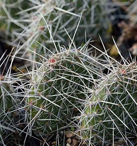 Feigenkaktus - Opuntia polyacantha - Gartenpflanze