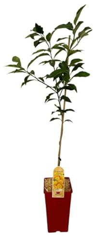 Citrus Japonica Natural Árbol Frutal de Kumkuats -KUMKUAT- para Amantes de la Jardinería