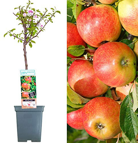 Collection d'arbres fruitiers pour patio | Fruits variés | Idéal pour petits jardins | 2-3 pieds