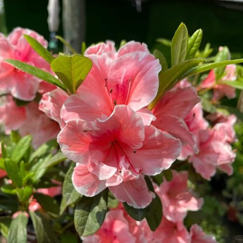 semillas de azalea, balcón invernadero rododendro variedades tradicionales de interior en la decoración la oficina trepadoras exterior jardín 30pcs