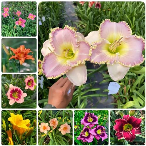 Semi di daylily, Hemerocallis fulva, semina autunnale to perenni resistenti agli emerocallidi, per luoghi soleggiati, 300pcs