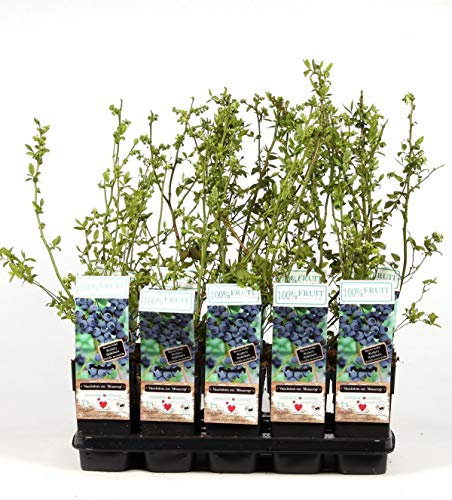 Heidelbeere Bluecrop ca. 60 cm – Vaccinium corymbosum Bluecrop – winterharte Heidelbeer-Pflanze, reichtragend, süße Früchte, ideal für Garten, Kübel & Terrasse, ertragreich & pflegeleicht