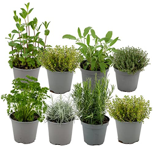 ZynesFlora Italiennes Herbes Fraîches Aromatiques Plantes en pot de fleurs Ø 14 cm - Lot de 8 - hauteur : 12-15 cm - Herbes Aromatiques Interieur Jardin Romarin Thym Lavande Sauge et Origan