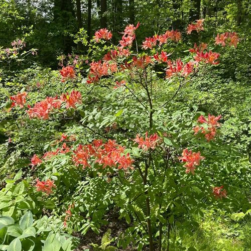 semi di rododendro - decorazioni giardino per esterni 60pcs