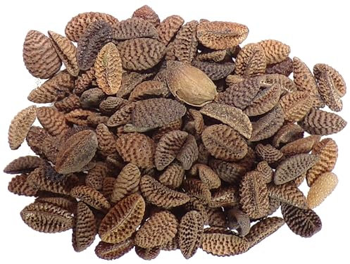 Phacélie Non traitée Phacélie - 100 grammes - Phacelia Tanacetifoli (Engrais Vert) SEM06