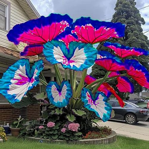 Orecchie di Elefante bulbi,Piante perenni,Orecchie di Elefante pianta vera,resistenti al freddo,Tagliare,Facile da curare,Giardino da balcone(non artificiali)-3 Bulbi-B