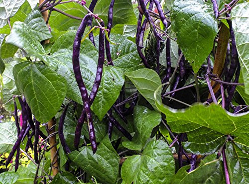 PREMIER SEEDS DIRECT - Climbing French Purple Bean - BLAUHILDE - 100 Seeds
