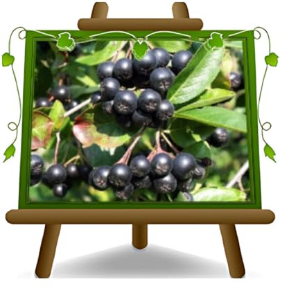 Aronia Melanocarpa Schwarz Obstpflanze auf Topf von 20 - Baum max. 100-120 cm - 2 Jahre