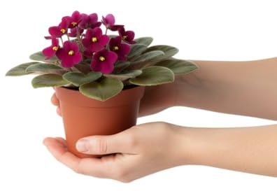 Violeta Africana DECOALIVE Planta Compacta con Follaje Aterciopelado y Gran Presencia