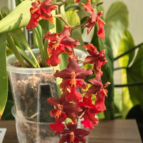 Semi di orchidea Oncidium - semi di da ufficio per gli amanti del giardino raro selvatici resistenti per giardini rocciosi da balcone esotico estivi 85pcs