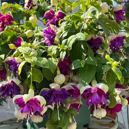 fuchsien hängend - zimmerbonsai gartenpflanzen balkongarten schnittblumen gartenblumen balkonblumen zimmerpflanze bio pflanzensamen garten topfpflanzen deko büro exotische 30samen