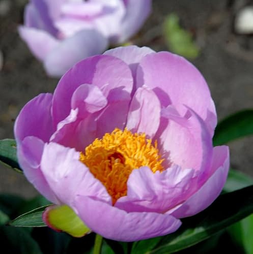 Edelpfingstrose Nymphe - Paeonia lactiflora - lebende Gartenpflanze aus den Baumschulen