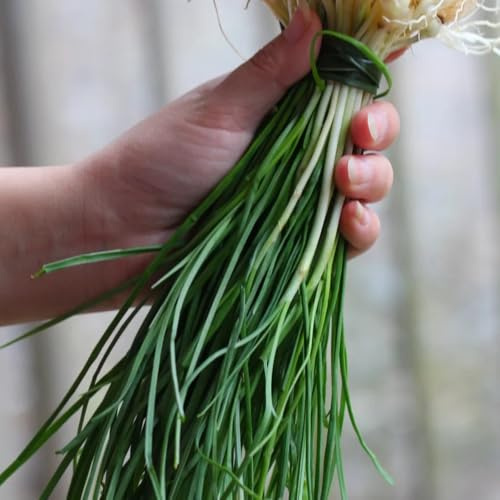 semi di cipollina biologici - balcone, orto da interno cipollina tradizionali, 200pcs