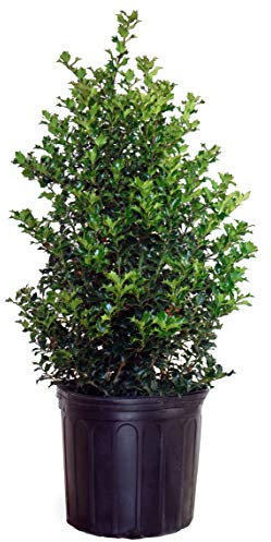 Ilex X Meserveae 'Blue Princess' (Bleu) de houx Evergreen, 3 – Taille à nourriture Red Beauty #3 Size Container Red Beauty