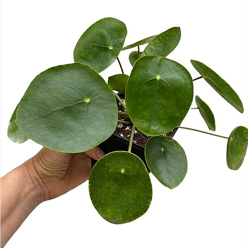 Planta China del Dinero Natural - Pilea Peperomioides para un Ambiente Armonioso - Apta para Exterior
