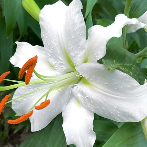 Semi di Begonie,decorative,Regalo da giardino,Regali originali 250pcs
