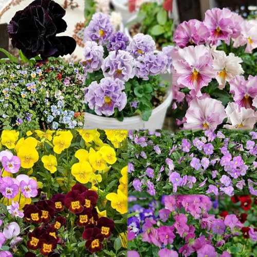 semillas pensamiento prado de semillas perenne resistente de jardín techo verde prado interior 150pcs