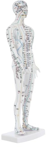 HONITANO Modèle Acupuncture Humain Masculin Mannequin de Points Acupuncture Précis pour Enseignement et Formation Médecine Chinoise Modèle de Méridiens pour Hôpitaux et Écoles