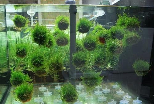 WASSERPFLANZEN WOLFF - Biosphären-Ball mit Javamoos - Floating Moss Ball | Schwebende Dekoration & Grüne See-Mine | Taxiphyllum barbieri | Idealer Weidegrund für Garnelen