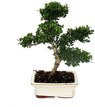 Bonsaï Ilex crenata – houx japonais 6ans