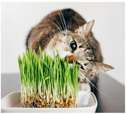 Pet Barley Grass Seed for Cats, Dogs & Small Pets – Grow Your Own | UK, Regeneratively Farmed Seed (1.5kg)