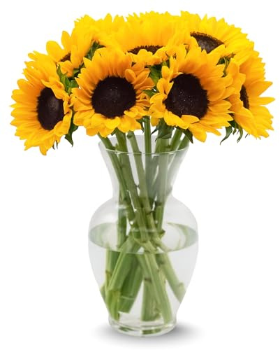 Stargazer Barn – 10 Stem Sunflower Bouquet – Mother’s Day Flowers for Mom – Fresh Flower Delivery, Farm Fresh, Hand-Tied in USA, Ready to Gift – No Vase Included