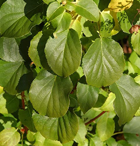 Kletter Hortensie Cordifolia 125-150cm - Hydrangea petiolaris