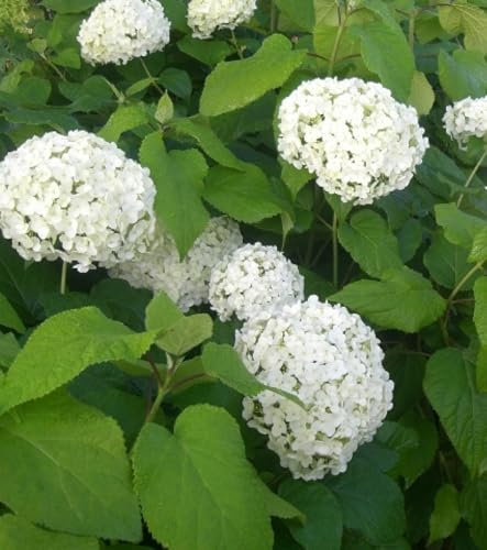 Ballhortensie Schneeball Hortensie Hydrangea arborescens 'Annabelle' 60-80 cm winterhart mehrjährig Freilandaufzucht