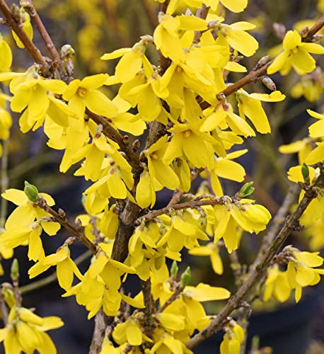 Forsythie Lynwood 80-100cm - Forsythia - lebende Gartenpflanze aus den Baumschulen