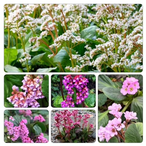 semi bergenia cordifolia - decorazioni giardino per esterni tetti verdi, autunnale, balcone primavera giardino decorazione 120pcs