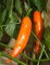 10 Semillas Aji Amarillo-peruana Yellow Chile Pepper-fresco, asado, secado, salsas, pasta, salsa