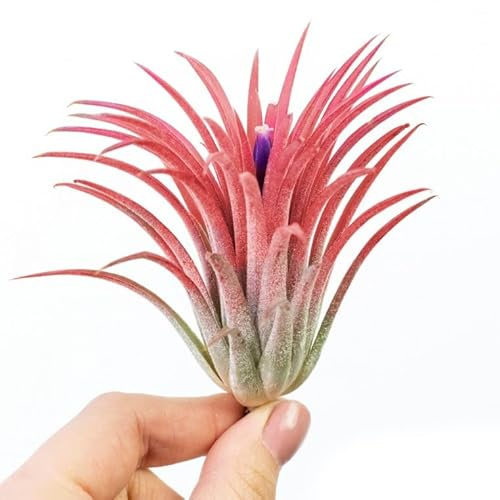 DECOALIVE Tillandsia Fire PREMIUM Planta del Aire de Colro Rojo Planta Natural