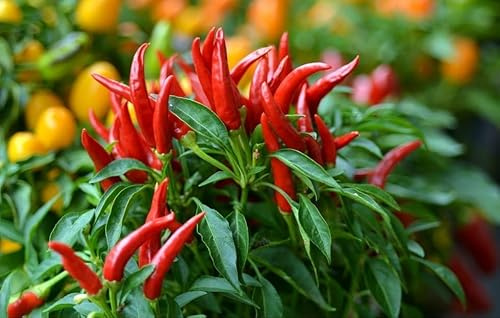 Semi peperoncino mazzetto o mazzetto calabrese seeds pepper