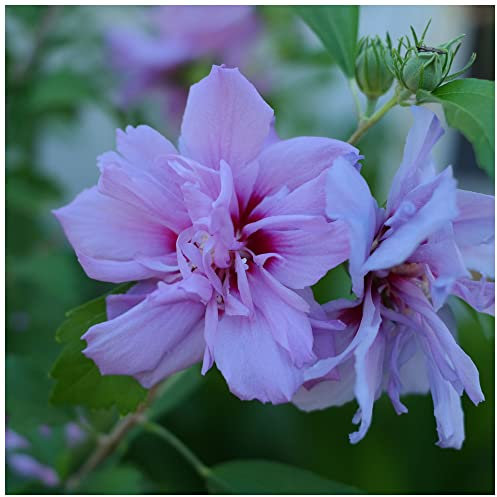 Hibiscus Syriacus Lavender Chiffon/Rose of Sharon in 9cm Pot, Double Flowers 3fatpigs®