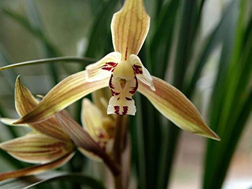 Semi di orquídea di cymbidium Verdi unici più venduti Elegante Fiore pianta ornamentale Fiori giardino 100 semi/lotto