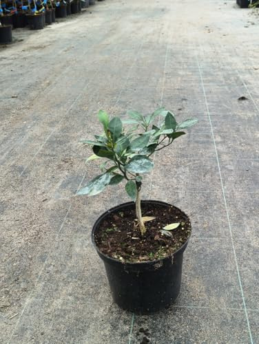 X Citroncirus fortunella 'Citrangequat 4 saisons' greffé sur PT/Citrangequat 4 saisons/Conteneur de 5 à 6 litres/Agrume