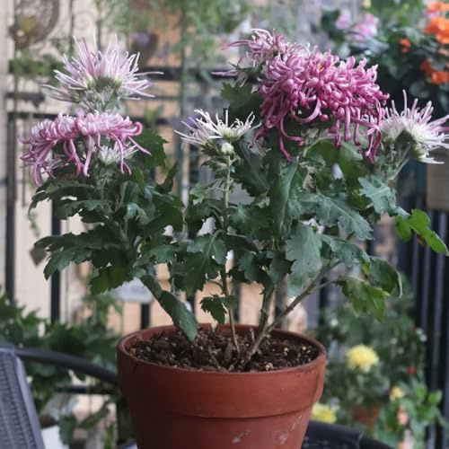 semi di crisantemo Perenni resistenti serre da balcone vecchie varietà raro decorazione floreale per luoghi soleggiati semi di come bomboniera selvatici esotico da 350pcs